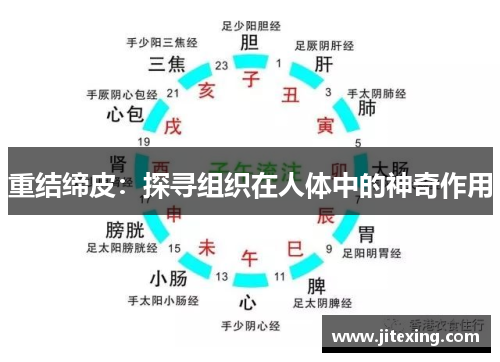 重结缔皮：探寻组织在人体中的神奇作用